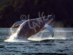 Humpback whale